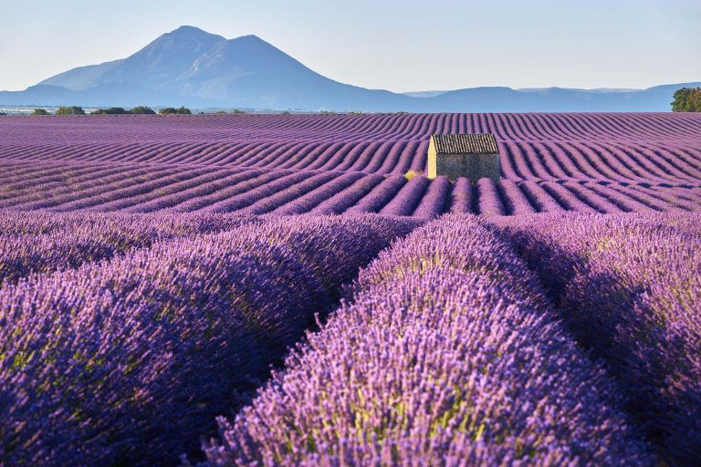 The Lavender of Provence: the Plateau de Valensole